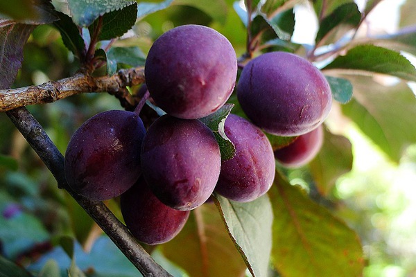 紅葉李果 紅葉李果