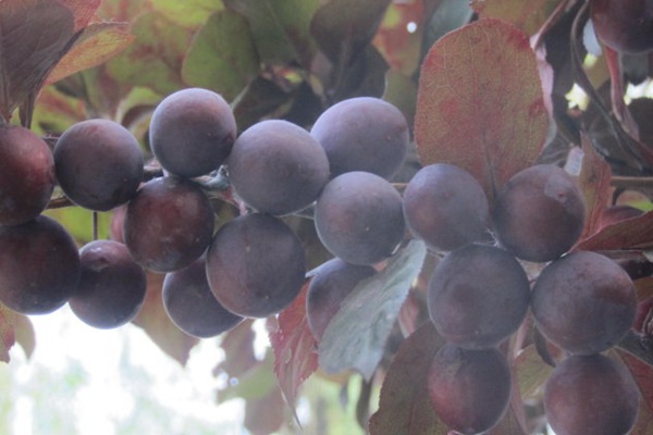 美人梅果 美人梅果