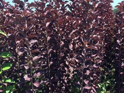 觀賞價值非常高的紅葉李,應該如何養護