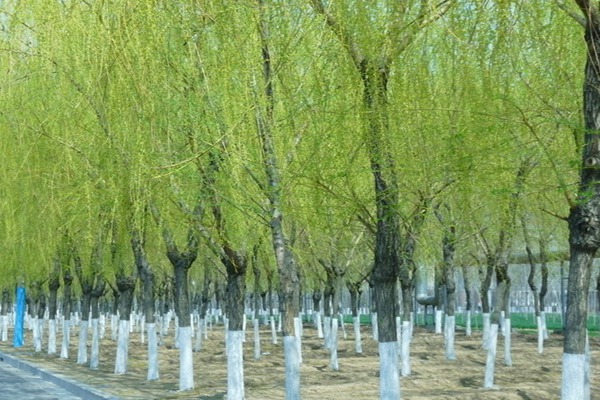 1552571971549479.jpg 金絲垂柳和垂柳之間的區別