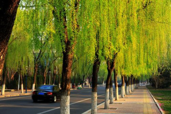 1552572037343036.jpg 金絲垂柳和垂柳之間的區別