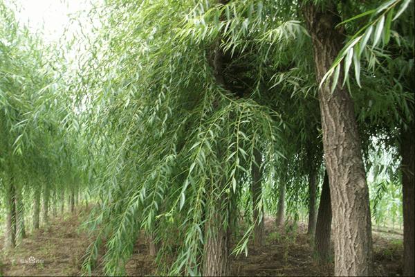 1552572303286267.jpg 金絲垂柳和垂柳之間的區別