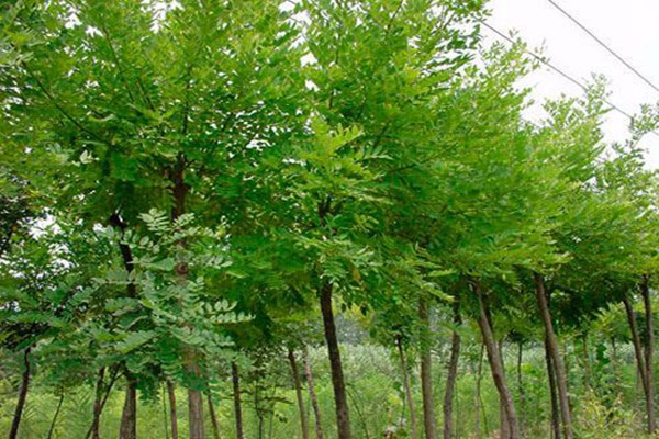 1552656367992265.jpg 國槐