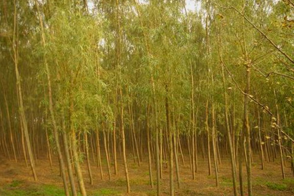 1552740636754517.jpg 8公分金絲垂柳的市場價格