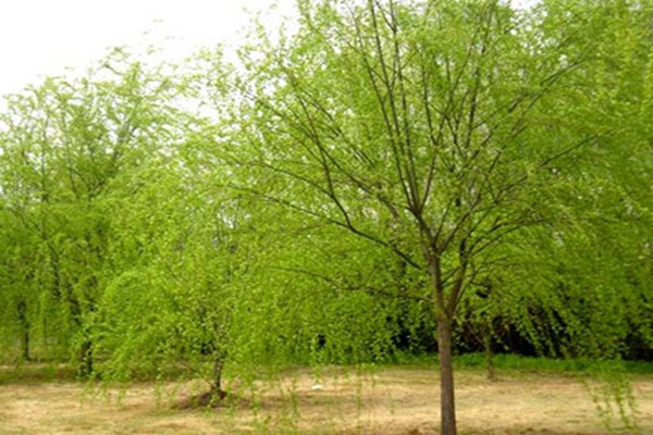 1552988882932961.jpg 2019年山東金絲垂柳價格