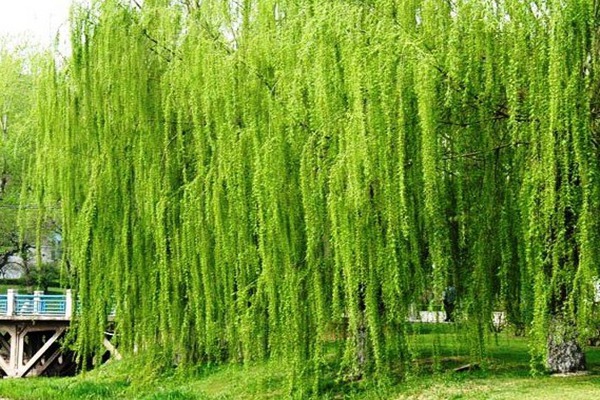 1552988888746719.jpg 2019年山東金絲垂柳價格