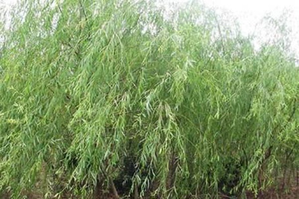 1552988893531117.jpg 2019年山東金絲垂柳價格