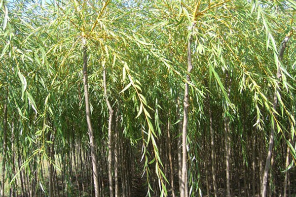 1553087852497916.jpg 金絲垂柳是嫁接的嗎?