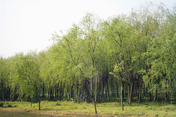 1553087857702316.jpg 金絲垂柳是嫁接的嗎?