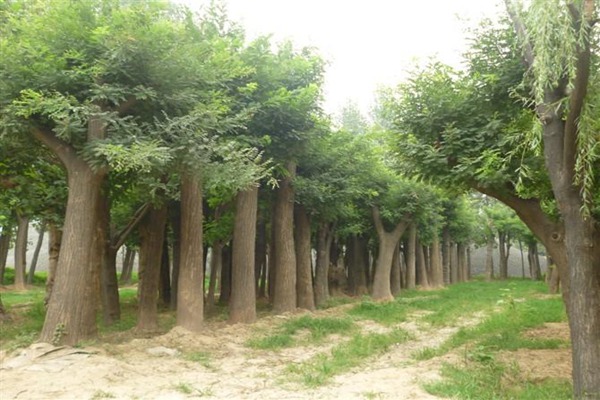 1553174855940267.jpg 3公分國槐樹苗最新報價