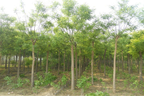 1553174861356834.jpg 3公分國槐樹苗最新報價