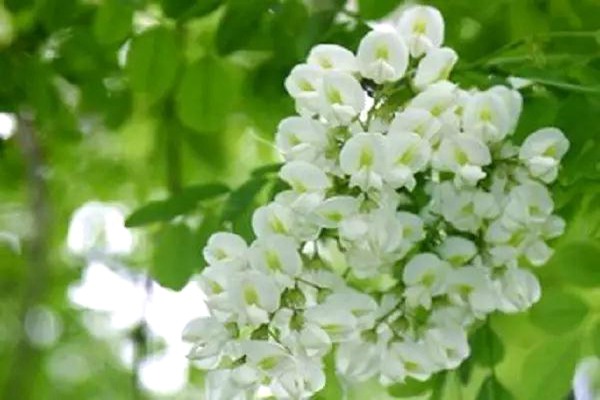 刺槐樹和國(guó)槐樹之間的區(qū)別（多圖對(duì)比）