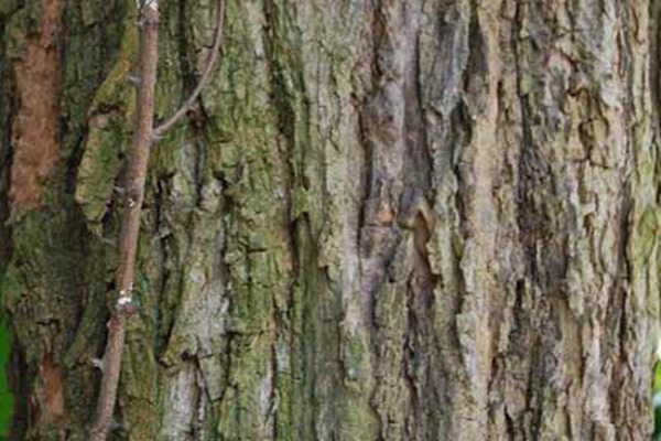 刺槐樹和國(guó)槐樹之間的區(qū)別（多圖對(duì)比）