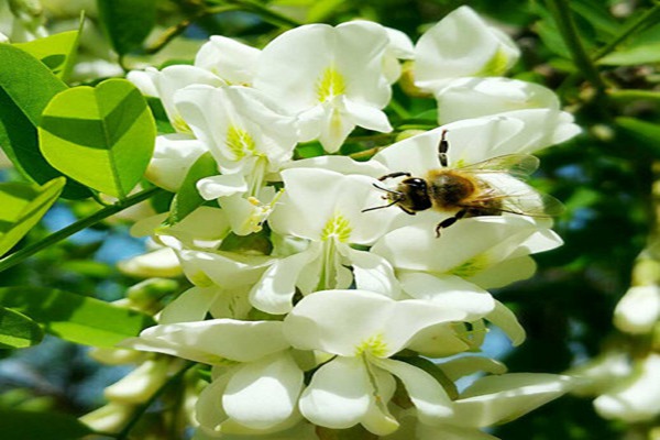 1553419223687356.jpg 速生國槐和國槐樹的區別