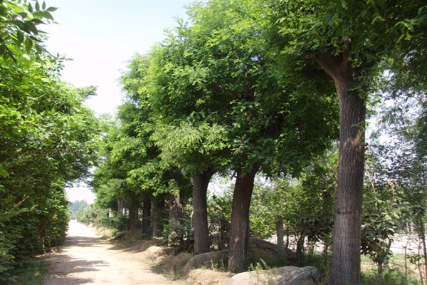 1553605600811699.jpg 2019年8公分國槐價格