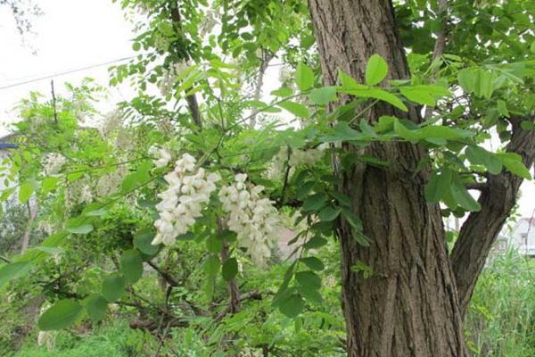 1553605606673573.jpg 2019年8公分國槐價格