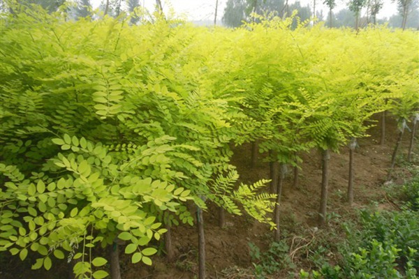 1553605612959401.jpg 2019年8公分國槐價格