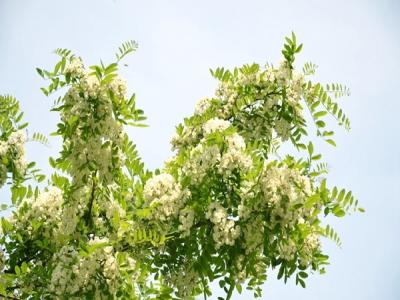 刺槐樹和國槐樹之間的區別(多圖對比)