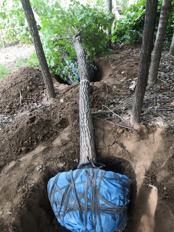 <a href=http://www.gyzxyj.com/lvhuamiaomu/42.html target=_blank class=infotextkey>裂葉榆</a> 裂葉榆