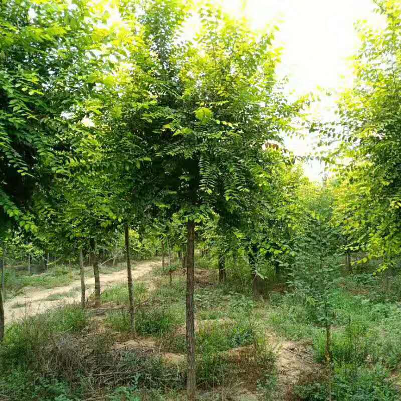 金葉榆圖片 金葉榆圖片