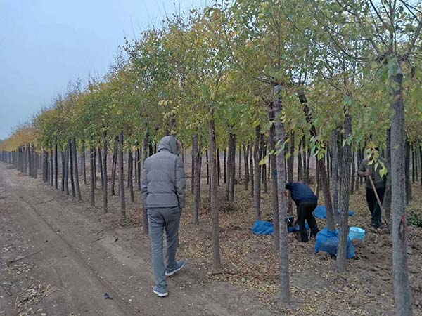 金葉榆起苗 金葉榆起苗