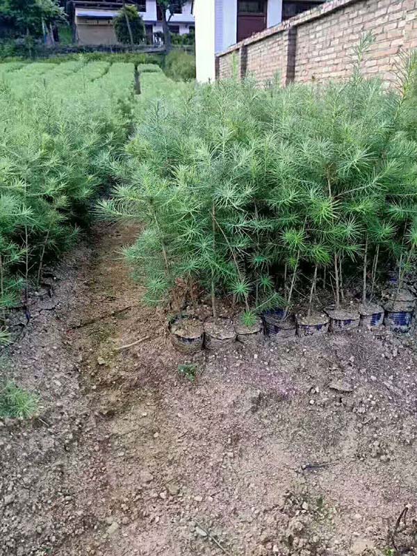 落葉松營養缽苗 落葉松營養缽苗