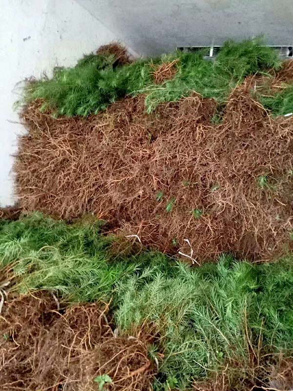 落葉松裸根苗 落葉松裸根苗