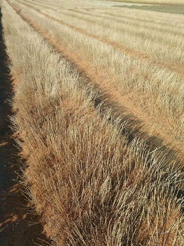 落葉松小苗照片 落葉松小苗照片