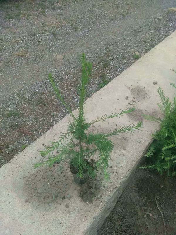 落葉松杯苗細節圖 落葉松杯苗細節圖