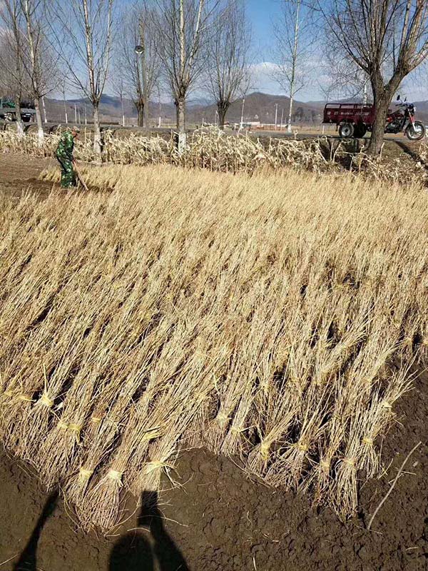 落葉松挖苗進行 落葉松挖苗進行