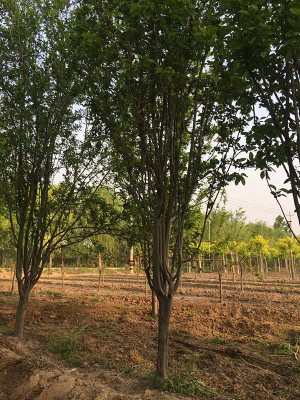 西府海棠實拍 西府海棠實拍