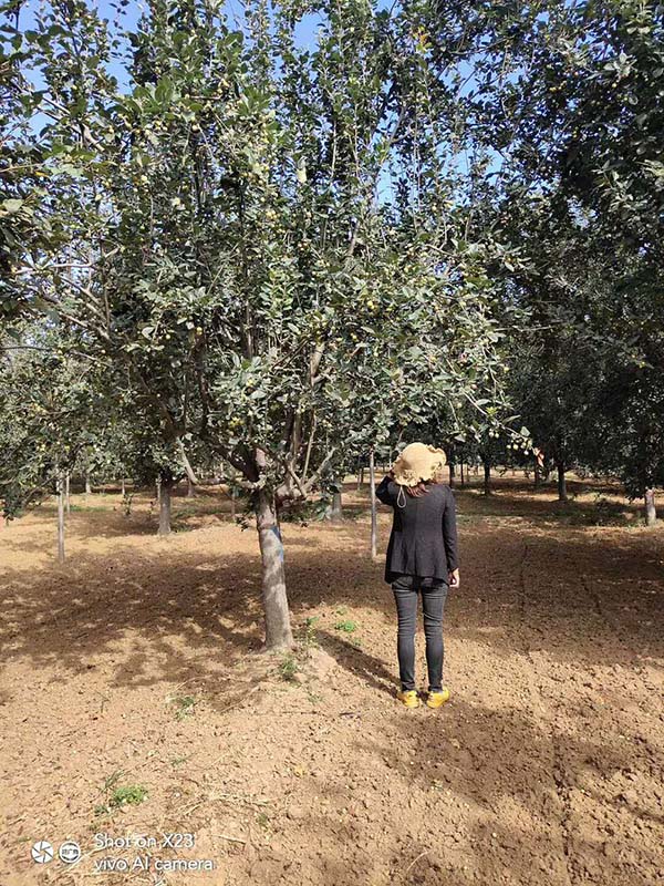 大西府海棠 大西府海棠