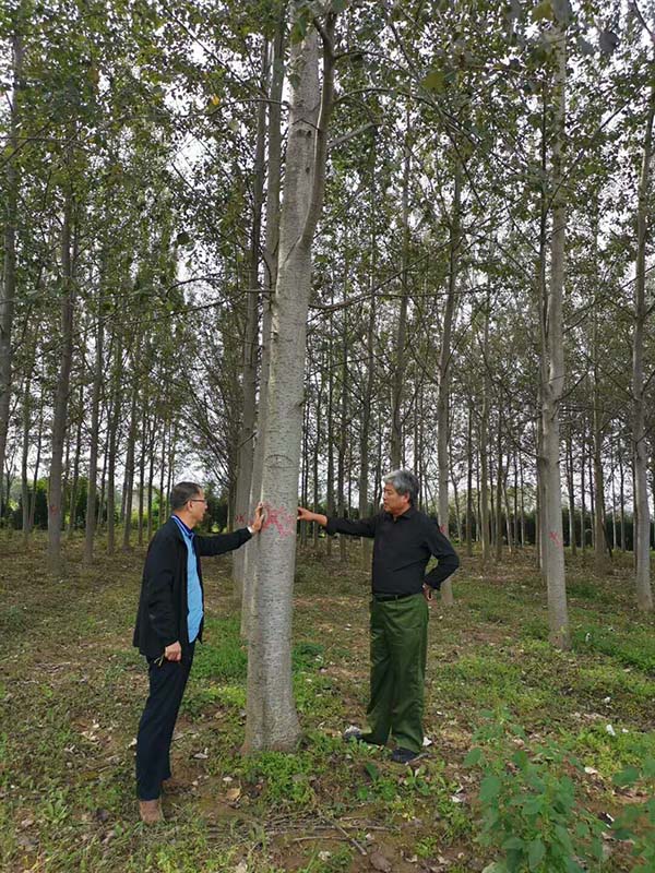 楊樹實拍 楊樹實拍