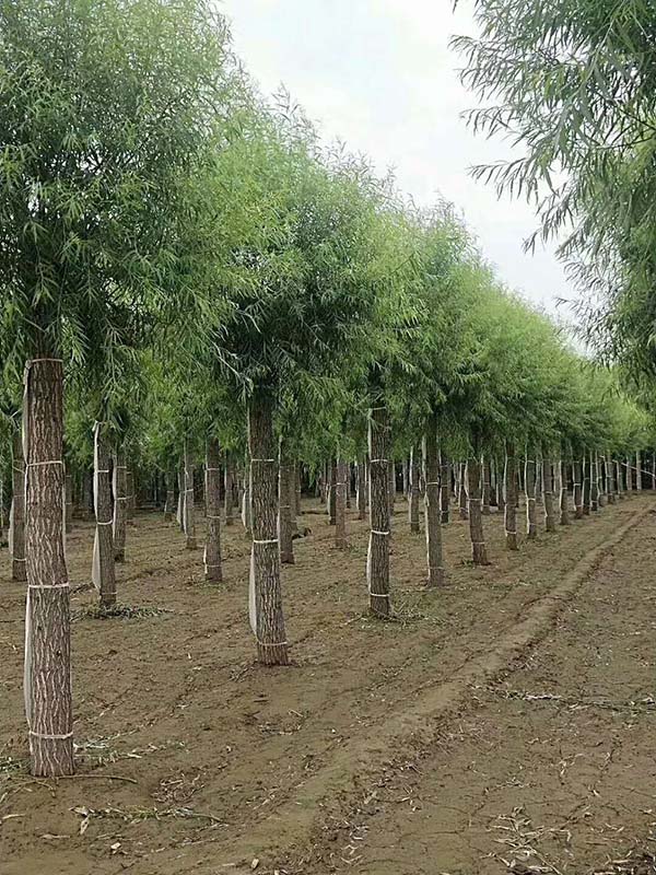 嫁接饅頭柳 嫁接饅頭柳