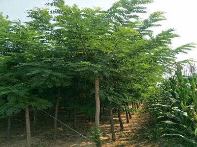 刺槐樹和洋槐樹有什么區別?是一種樹嗎?