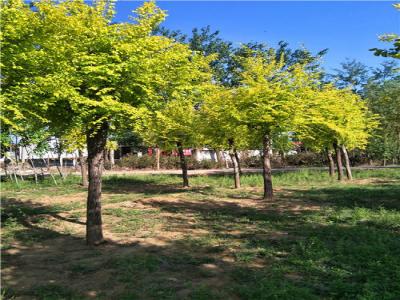 為什么金葉榆樹苗價格暴跌?