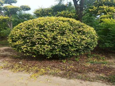 金葉榆產地是哪里?