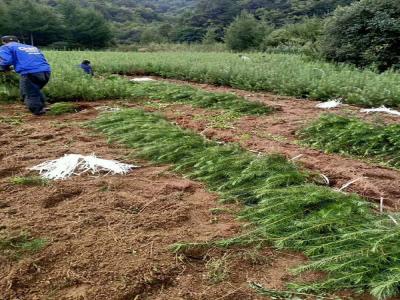 落葉松怎么采集種子,需要注意什么?