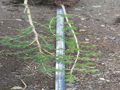 落葉松選地和整地需要什么條件?