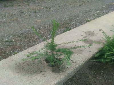 落葉松怎么進(jìn)行苗床播種的,看完就懂了!