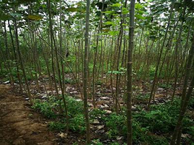 楊樹的特點(diǎn)有哪些?看完就懂了!