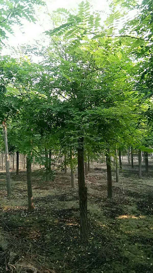 刺槐花樹 刺槐花樹