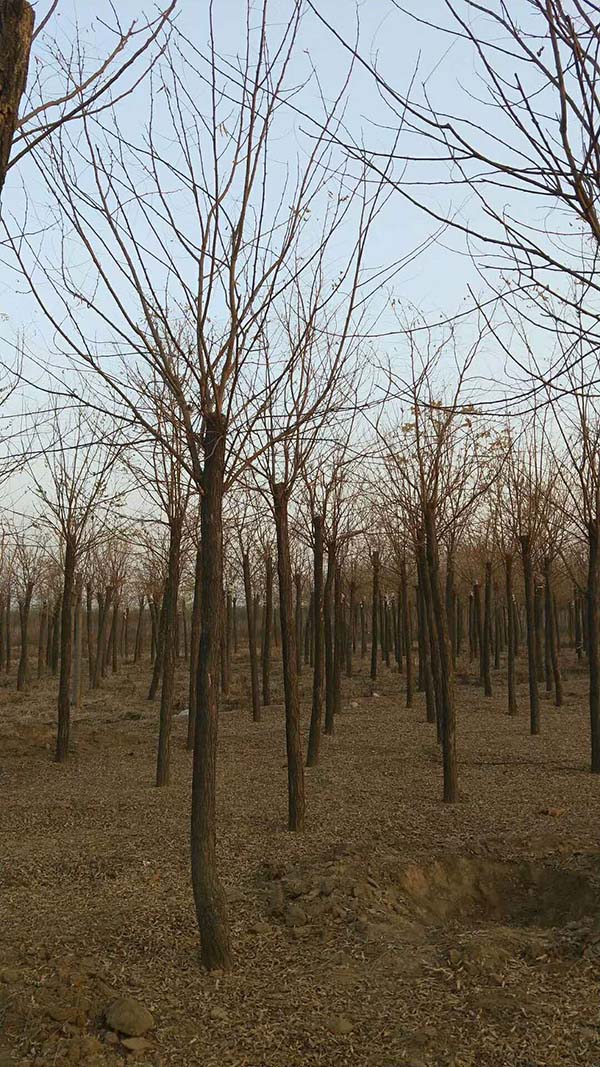 刺槐樹圖片 刺槐樹圖片