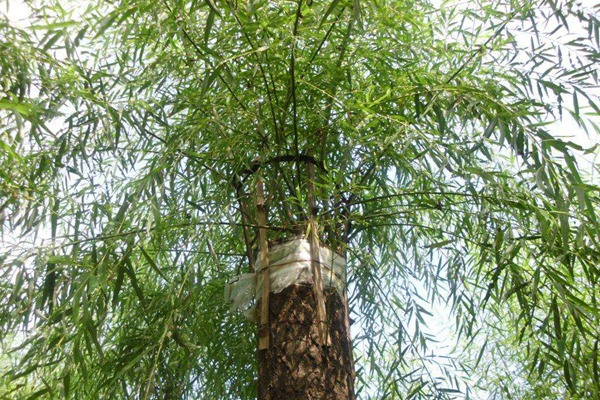 嫁接垂柳相對于原生垂柳有哪些優(yōu)勢？