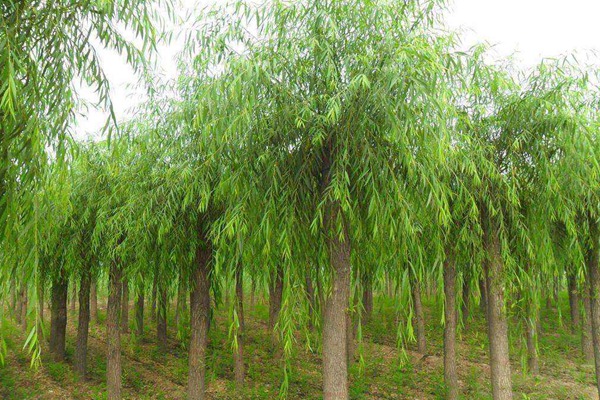 嫁接垂柳相對于原生垂柳有哪些優(yōu)勢？