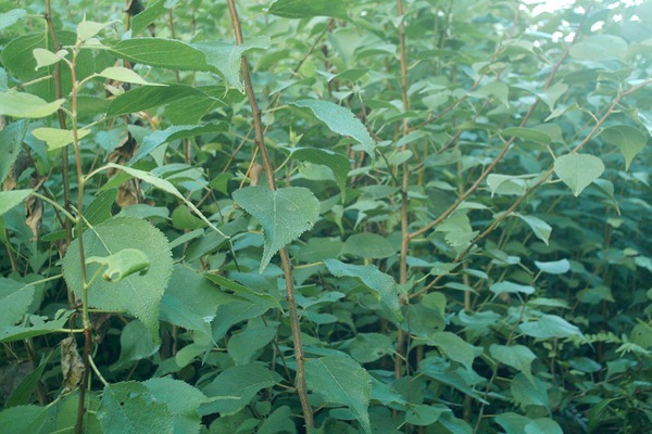 1570791290499469.jpg 山杏苗木市場行情以及最新價格