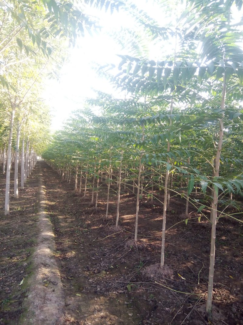 1570791593492059.jpg 千頭椿產地以及最新行情趨勢