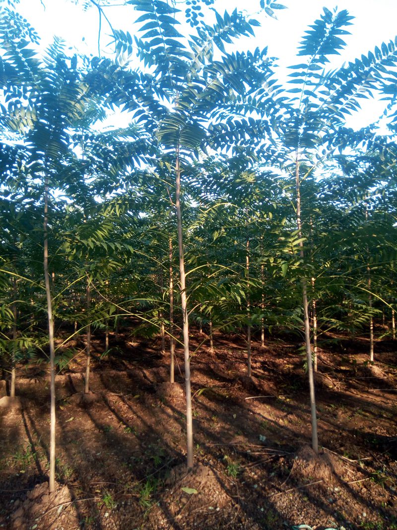 1570791603768105.jpg 千頭椿產地以及最新行情趨勢