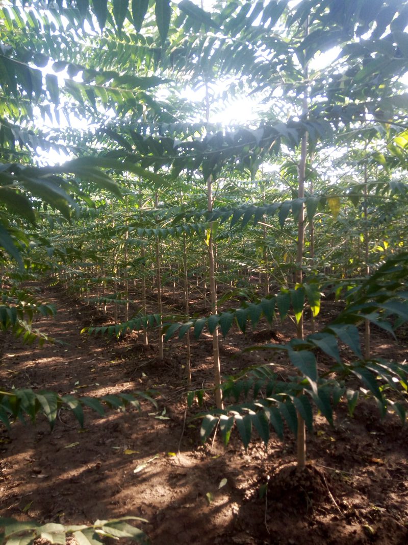 1570791612476262.jpg 千頭椿產地以及最新行情趨勢