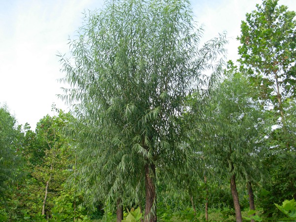 1570791749129292.jpg 國(guó)內(nèi)10公分饅頭柳最新價(jià)格